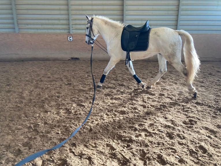 Lusitano Mix Wałach 15 lat 154 cm Siwa in Niddatal