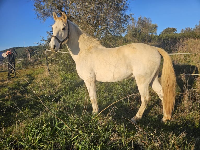 Lusitano Mix Wałach 15 lat 154 cm Siwa in Niddatal