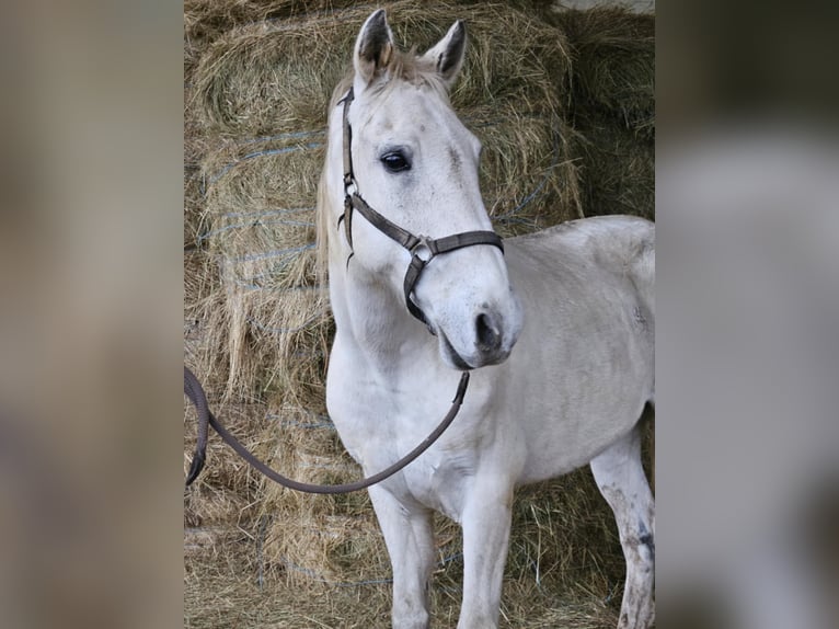 Lusitano Mix Wałach 15 lat 154 cm Siwa in Niddatal