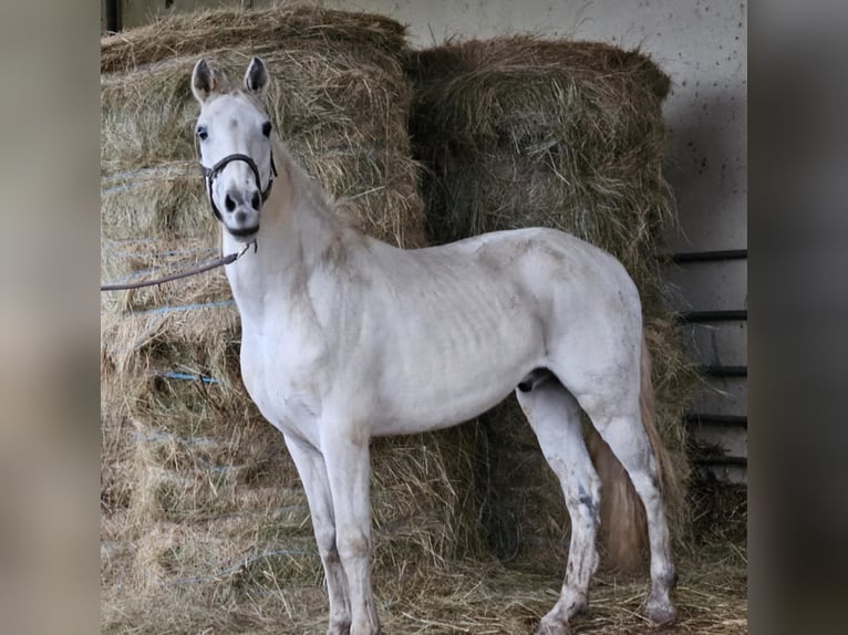 Lusitano Mix Wałach 15 lat 154 cm Siwa in Niddatal