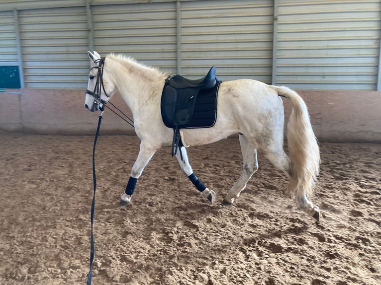 Lusitano Mix Wałach 15 lat 154 cm Siwa in Niddatal