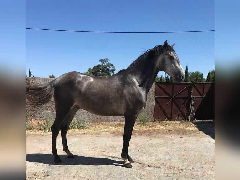 Lusitano Wałach 3 lat 158 cm Siwa jabłkowita in Salzatal