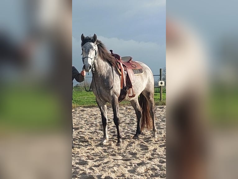 Lusitano Wałach 3 lat 158 cm Siwa jabłkowita in Salzatal