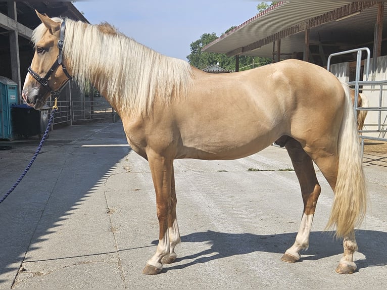 Lusitano Mix Wałach 3 lat in Küssaberg