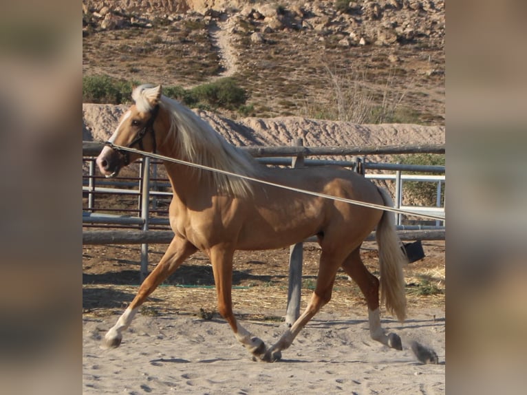 Lusitano Mix Wałach 3 lat in Küssaberg