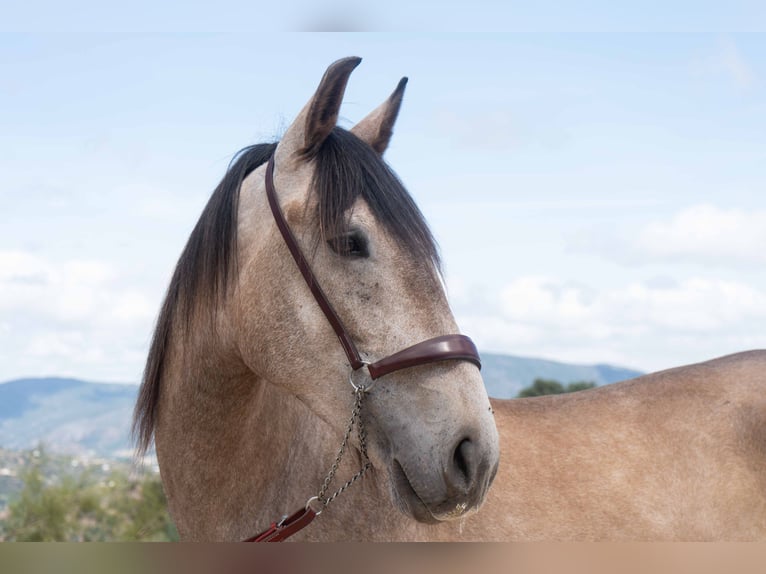 Lusitano Wałach 4 lat 162 cm Stalowosiwy in Montecorto, Provinz Malaga