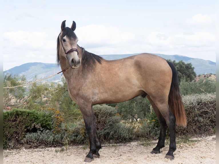 Lusitano Wałach 4 lat 162 cm Stalowosiwy in Montecorto, Provinz Malaga