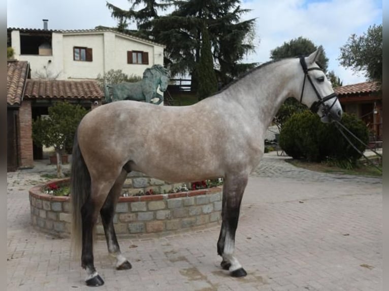 Lusitano Wałach 5 lat 161 cm Siwa in Barcelona