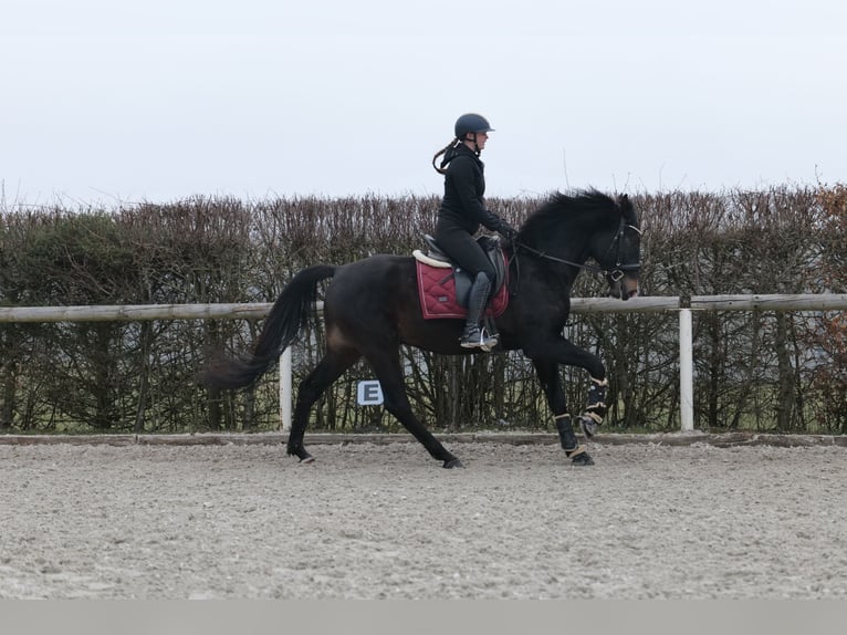 Lusitano Mix Wałach 5 lat 163 cm Ciemnogniada in Neustadt (Wied)