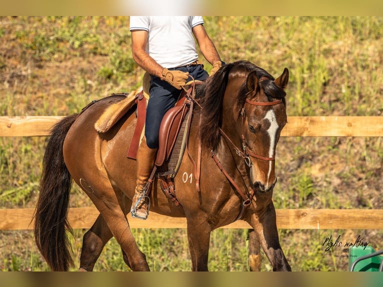 Lusitano Wałach 6 lat 162 cm Ciemnogniada in Encarnação