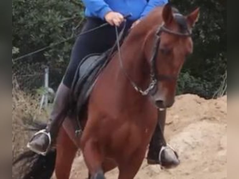 Lusitano Mix Wałach 6 lat 163 cm Gniada in GIJON