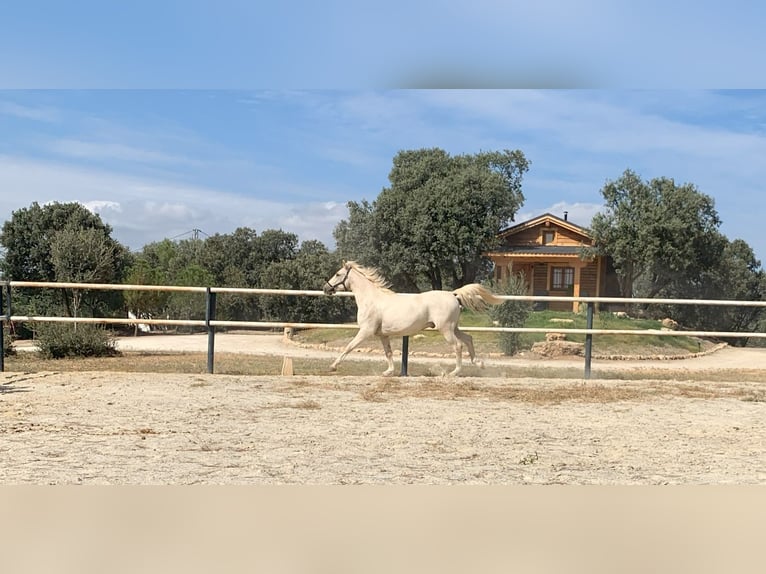 Lusitano Wałach 7 lat 162 cm Perłowa in Alcala La Real