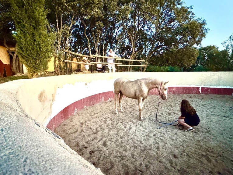 Lusitano Wałach 7 lat 162 cm Perłowa in Alcala La Real