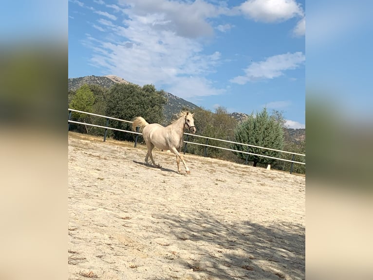 Lusitano Wałach 7 lat 162 cm Perłowa in Alcala La Real