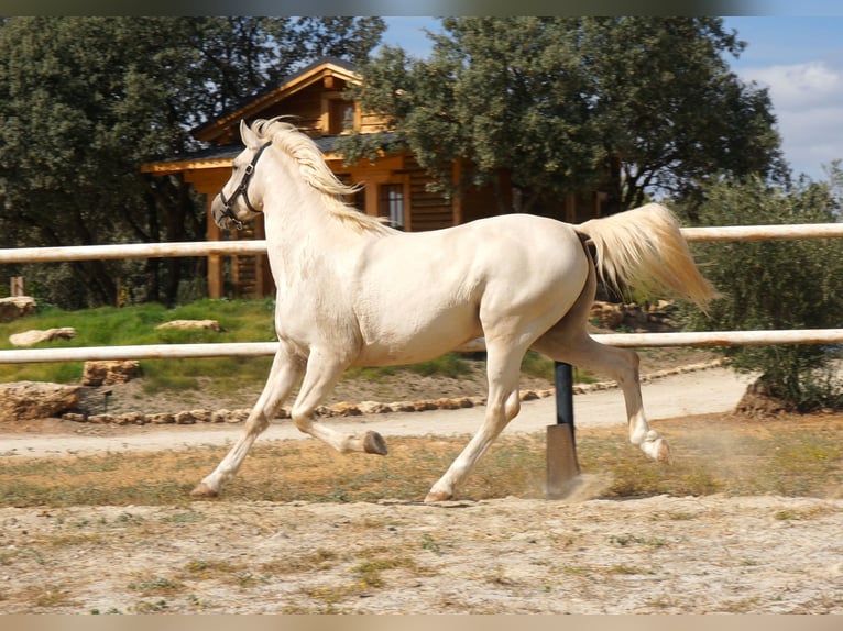 Lusitano Wałach 7 lat 162 cm Perłowa in Alcala La Real