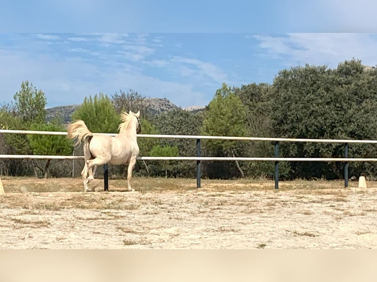 Lusitano Wałach 7 lat 162 cm Perłowa in Alcala La Real