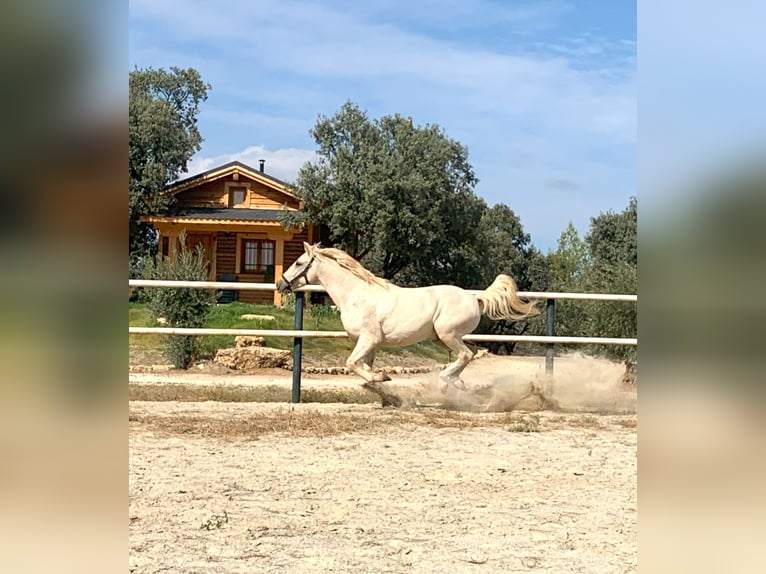 Lusitano Wałach 7 lat 162 cm Perłowa in Alcala La Real