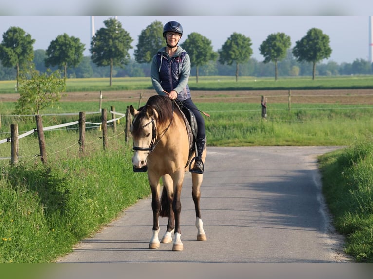 Lusitano Mix Wałach 8 lat 157 cm Bułana in Erkelenz