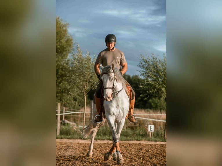 Lusitano Mix Wałach 8 lat 160 cm Siwa in Wustrau