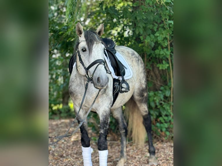 Lusitano Wałach 9 lat 157 cm Siwa in Schwäbisch Gmünd