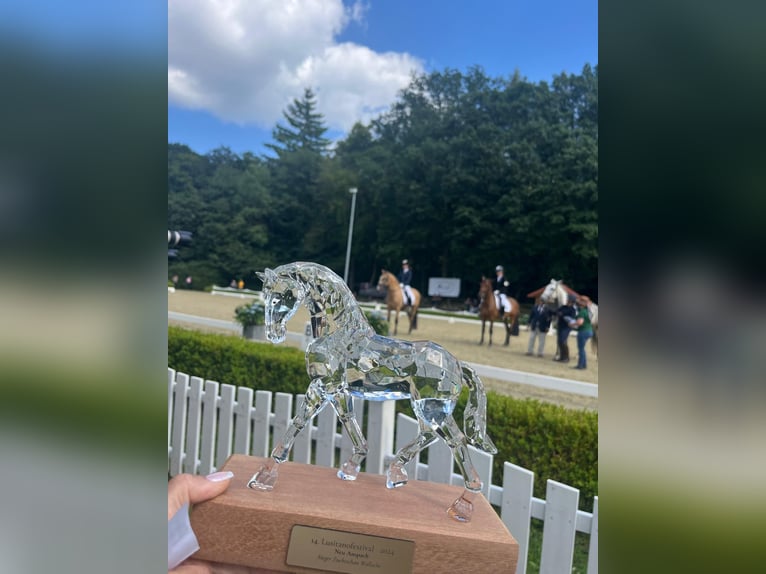 Lusitano Wałach 9 lat 168 cm Jelenia in Gräfelfing