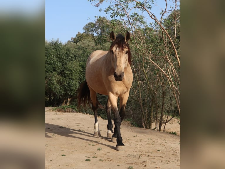 Lusitanohäst Hingst 11 år 168 cm Gulbrun in Barbate (San Ambrosio)