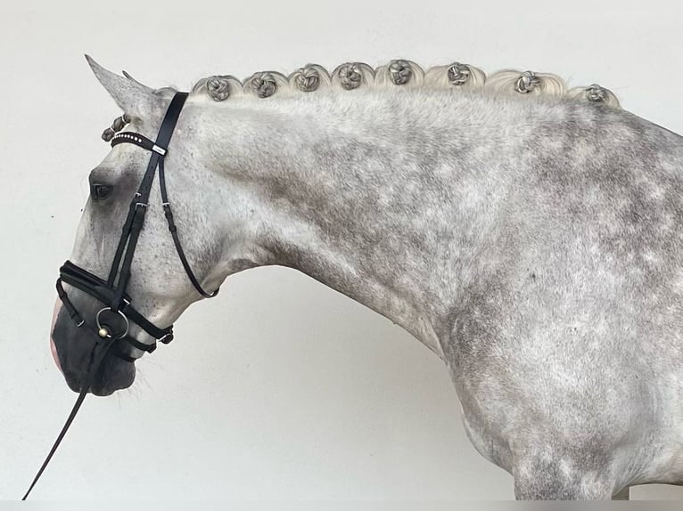 Lusitanohäst Hingst 12 år 177 cm Grå in Lisboa