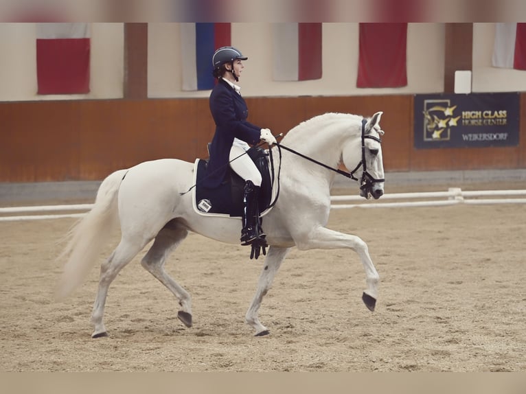 Lusitanohäst Hingst 13 år 160 cm Grå in Wiener Neustadt