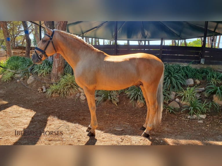 Lusitanohäst Hingst 14 år 163 cm Palomino in NAVAS DEL MADROÑO