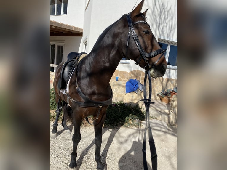 Lusitanohäst Hingst 15 år 156 cm Mörkbrun in Xixona/Jijona