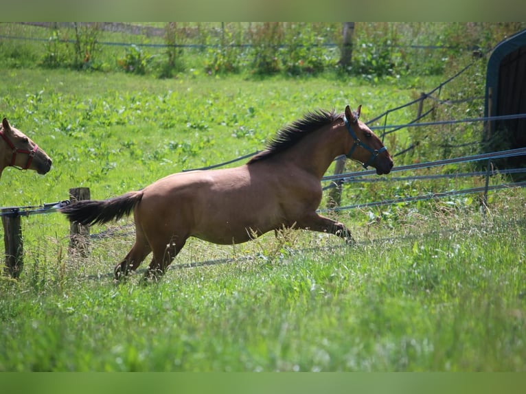 Lusitanohäst Hingst 1 år 165 cm Gulbrun in Postfeld