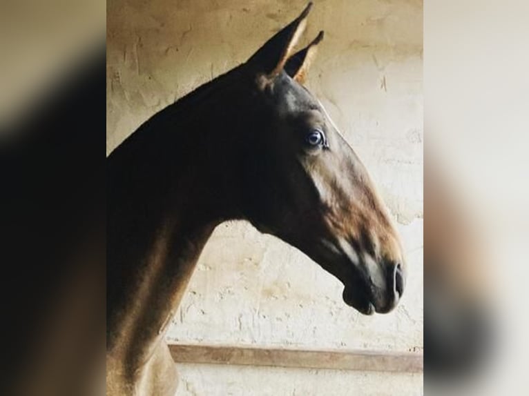 Lusitanohäst Hingst 1 år Mörkbrun in Extramadura