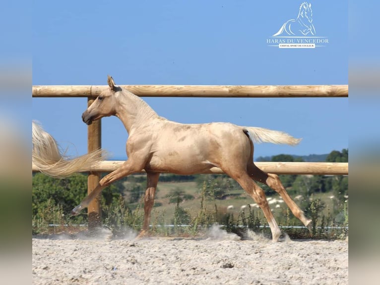 Lusitanohäst Hingst 1 år Palomino in Marly-sous-Issy