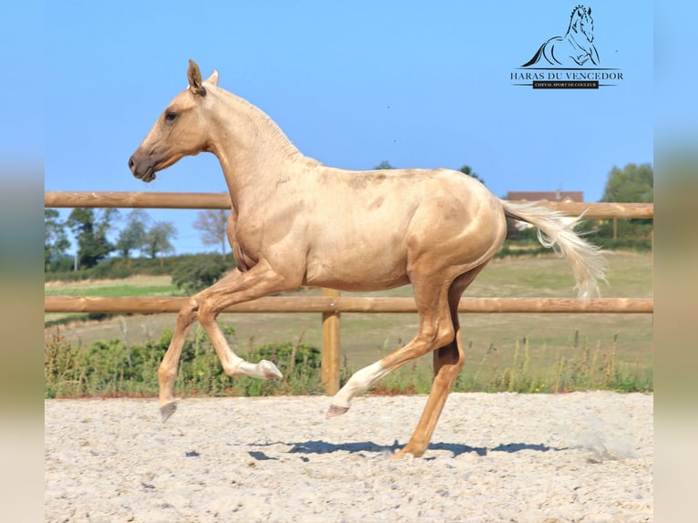 Lusitanohäst Hingst 1 år Palomino in Marly-sous-Issy