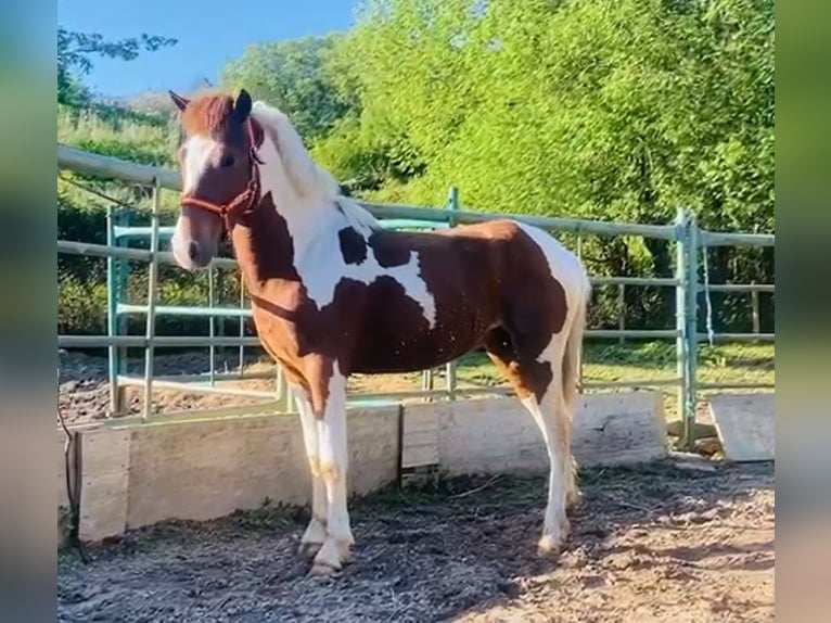 Lusitanohäst Hingst 2 år 143 cm Pinto in Arbol (San Lourenzo) (Vilalba)