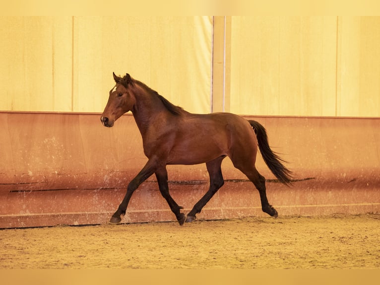 Lusitanohäst Hingst 2 år 146 cm Brun in Montecorto, Provinz Malaga