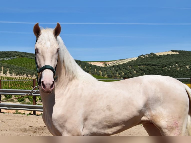 Lusitanohäst Hingst 2 år 152 cm Cremello in Provinz Cordoba