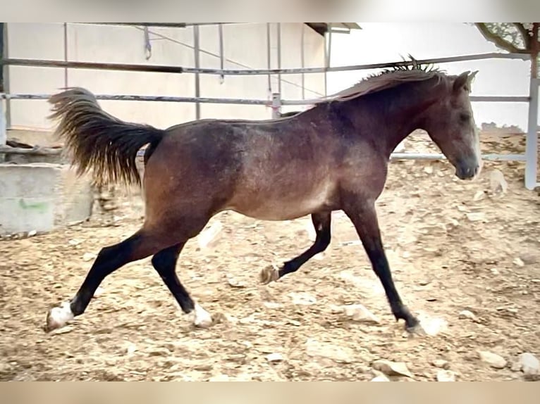 Lusitanohäst Hingst 2 år 154 cm Grå in Huelva