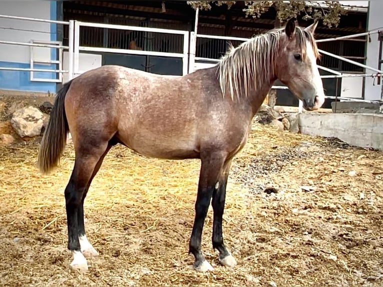 Lusitanohäst Hingst 2 år 154 cm Grå in Huelva