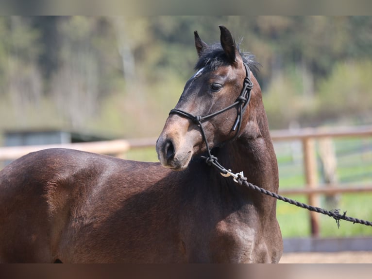 Lusitanohäst Hingst 2 år 155 cm in Postfeld