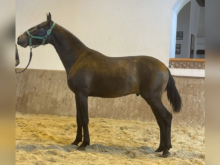Lusitanohäst Hingst 2 år 156 cm Mörkbrun in Lisbon