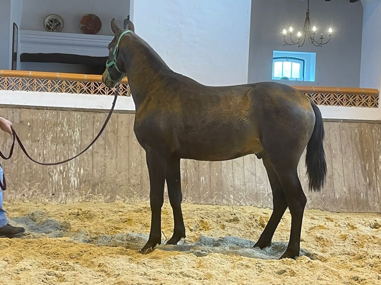 Lusitanohäst Hingst 2 år 156 cm Mörkbrun in Lisbon