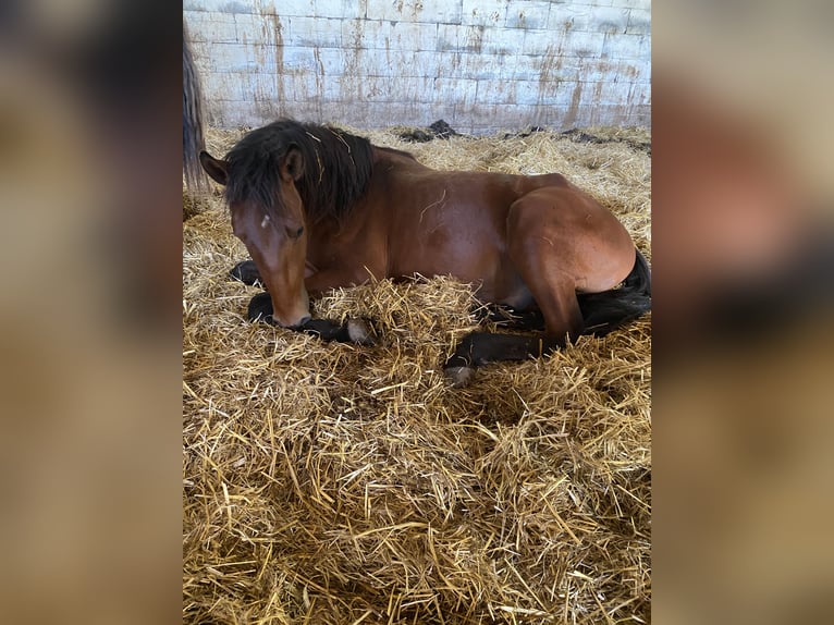 Lusitanohäst Hingst 2 år 168 cm Brun in Wila