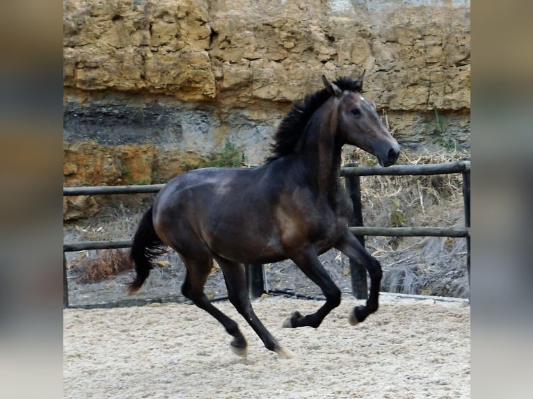 Lusitanohäst Hingst 2 år 168 cm Grå-blå-brun in Ribamar