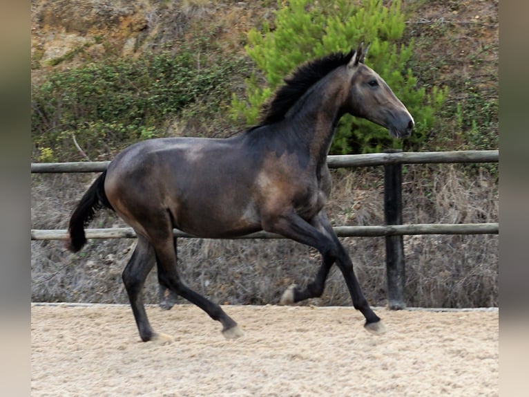 Lusitanohäst Hingst 2 år 168 cm Grå-blå-brun in Ribamar