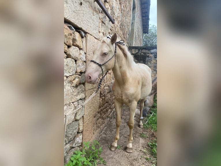 Lusitanohäst Blandning Hingst 2 år Pärla in San Andres De Luena