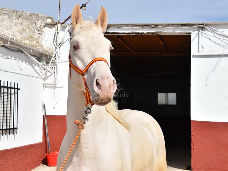 Lusitanohäst Hingst 3 år 160 cm Pärla in Provinz Malaga