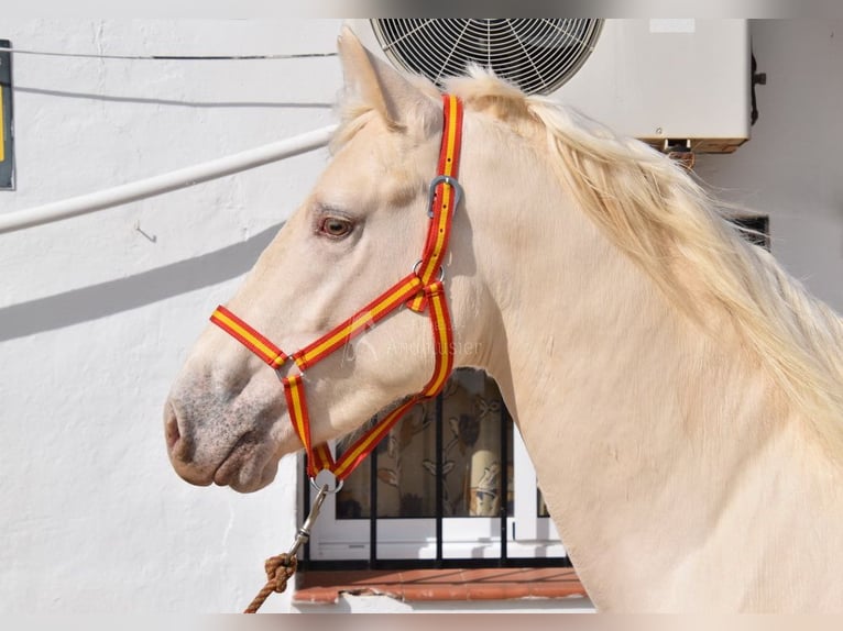 Lusitanohäst Hingst 3 år 160 cm Pärla in Provinz Malaga