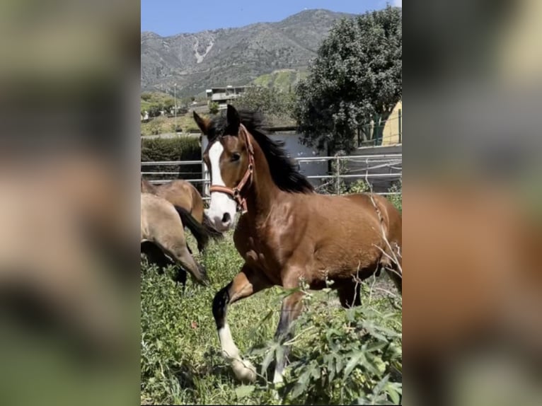 Lusitanohäst Blandning Hingst 3 år 162 cm Brun in Mijas