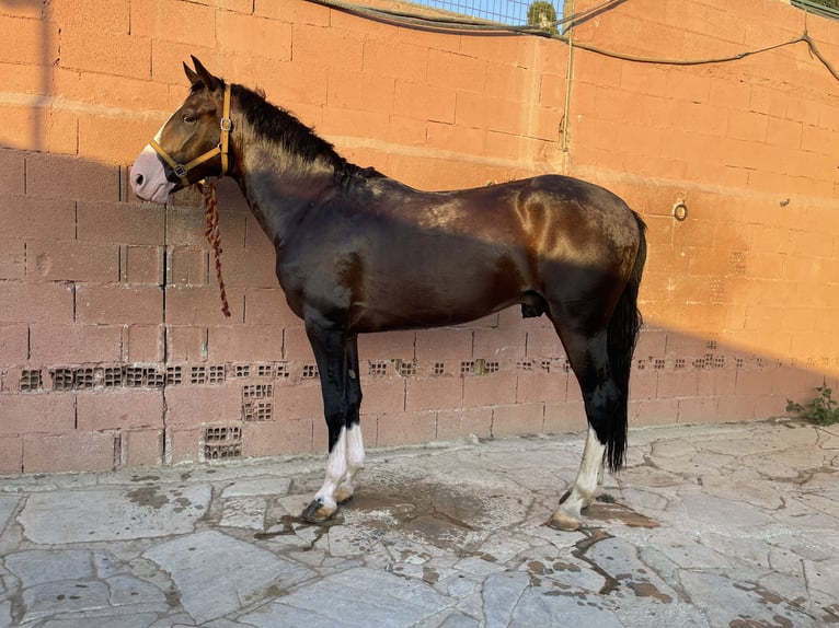 Lusitanohäst Blandning Hingst 3 år 162 cm Brun in Mijas